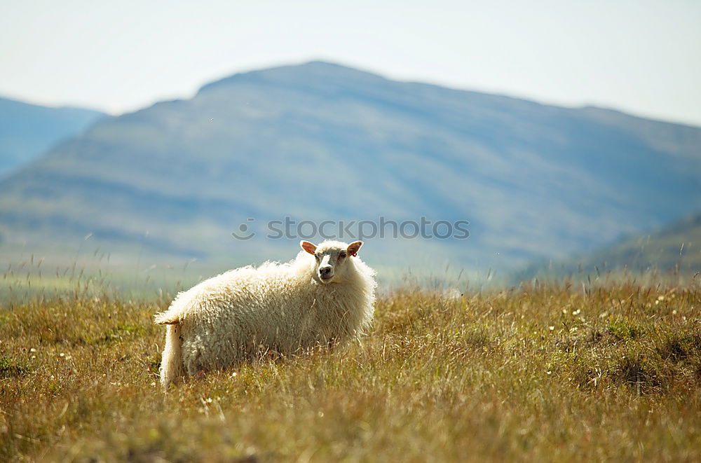 Sheep grazing in Lofoten, Norway