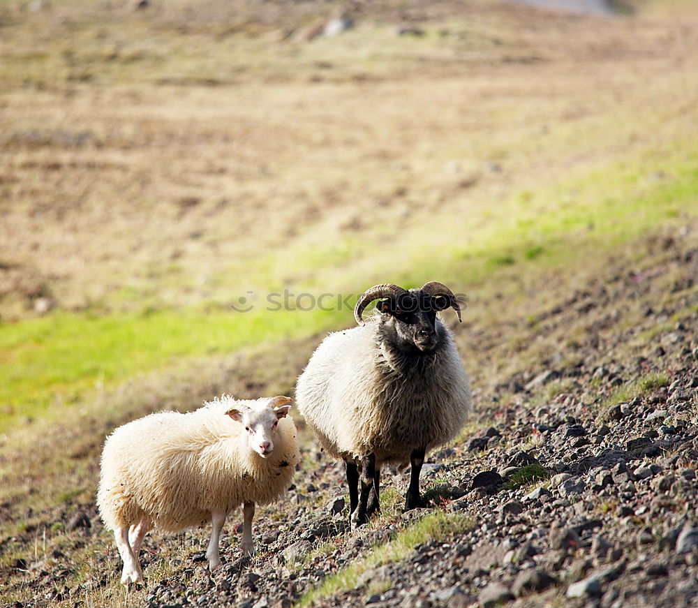 Similar – Image, Stock Photo Sheep, like watered poodles…
