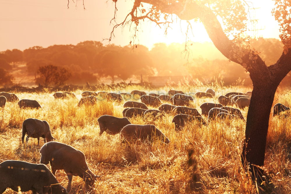 Image, Stock Photo sheep idyll for two Nature