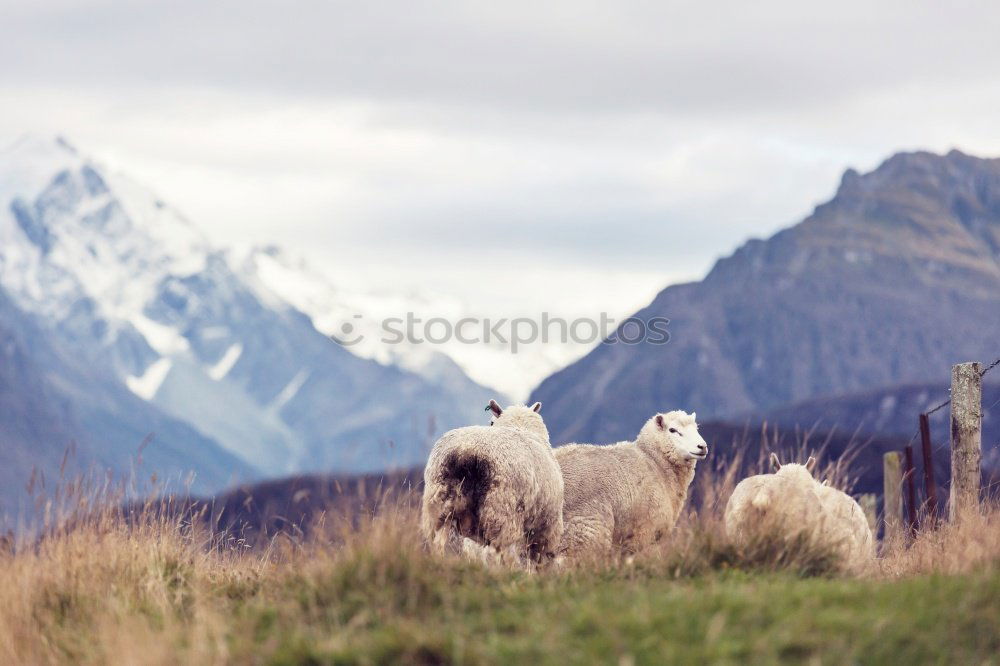 Similar – Image, Stock Photo sheep Agriculture Forestry