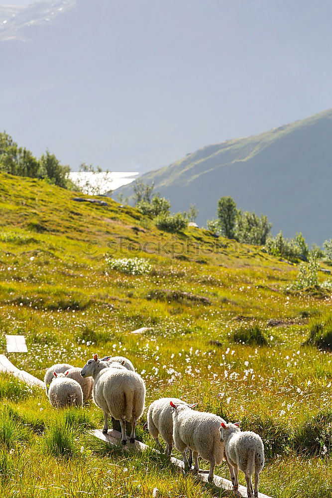 Similar – Image, Stock Photo Picture taken: Pyrenees Hiking Trail 25