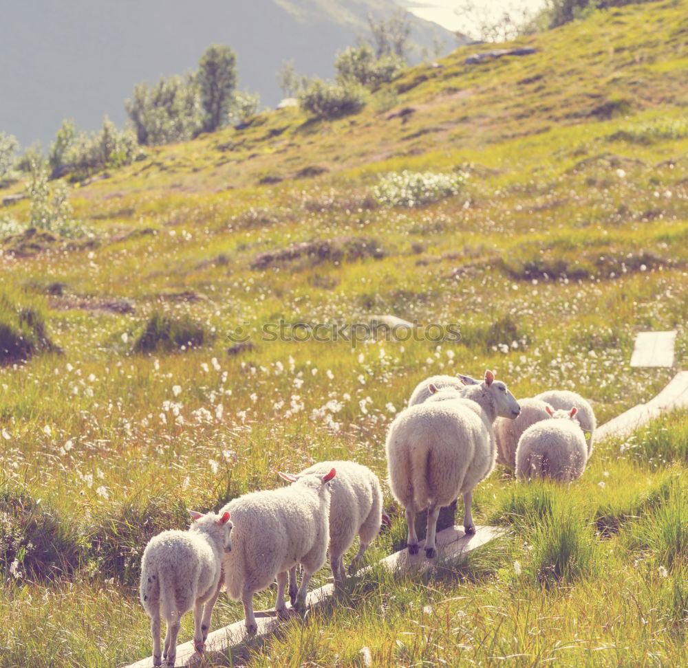 Similar – Image, Stock Photo Two sheep stare at camera on the Island of Lofoton in Norway