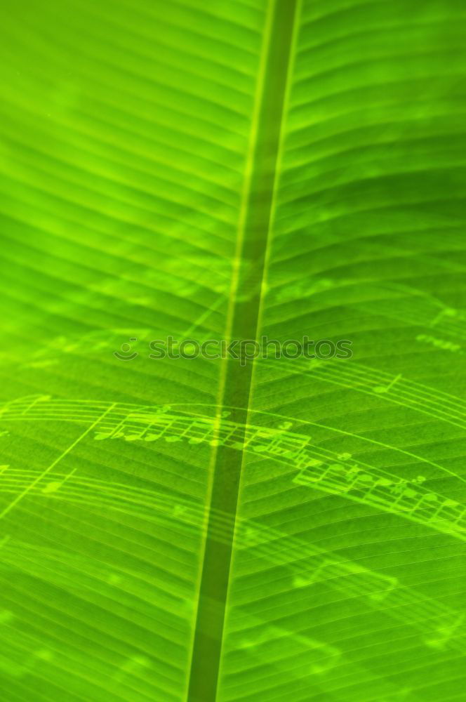 Similar – Image, Stock Photo green II Green