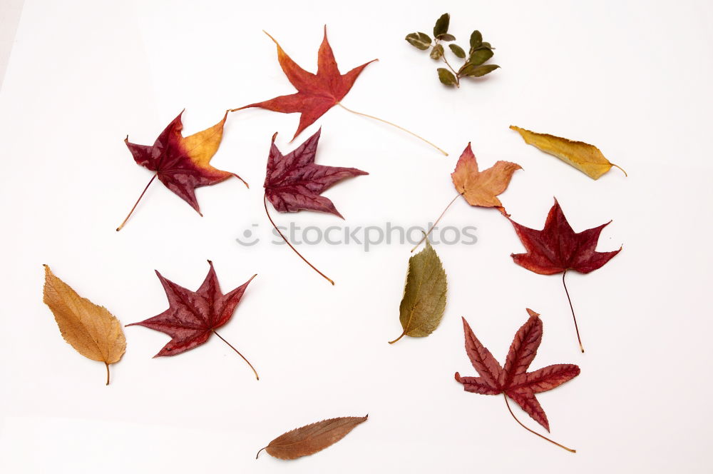 Similar – Four laminated sheets Leaf