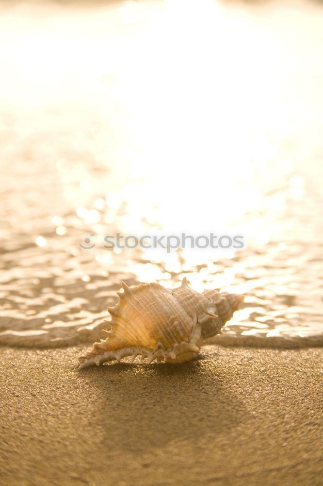 Similar – seashell Environment