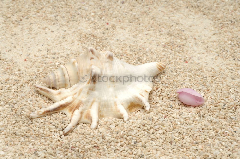 Similar – Foto Bild Geleefisch Sand Küste