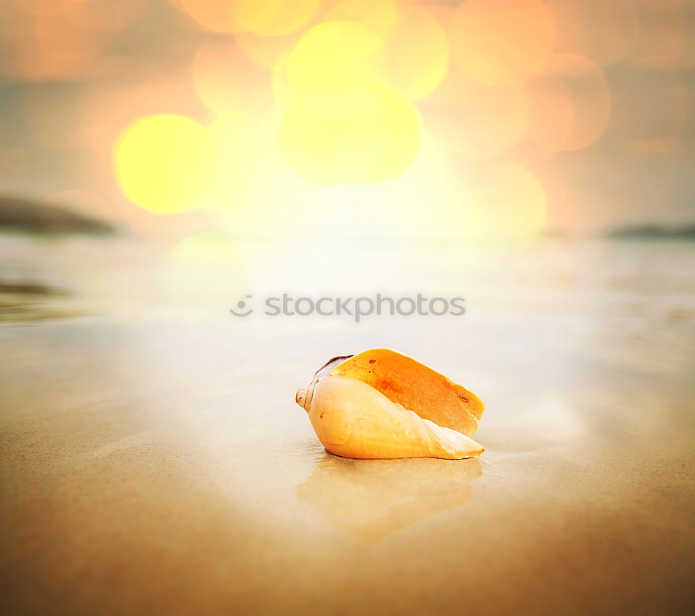 Similar – Amber at the Baltic Sea beach