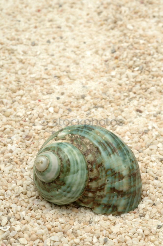 Similar – Nackte Schnecke oder Nacktschnecke