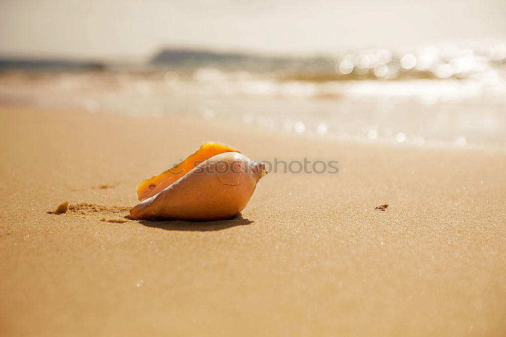 Similar – Amber at the Baltic Sea beach