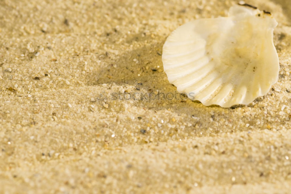 Similar – White shell on the beach