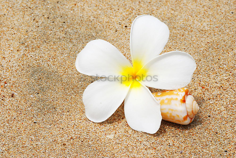 Similar – Image, Stock Photo two flowers on the beach