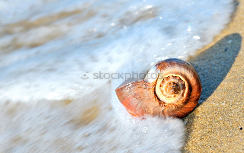 Similar – Foto Bild Muscheln im Glas. Natur