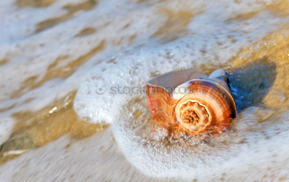 Similar – Foto Bild Muscheln im Glas. Natur