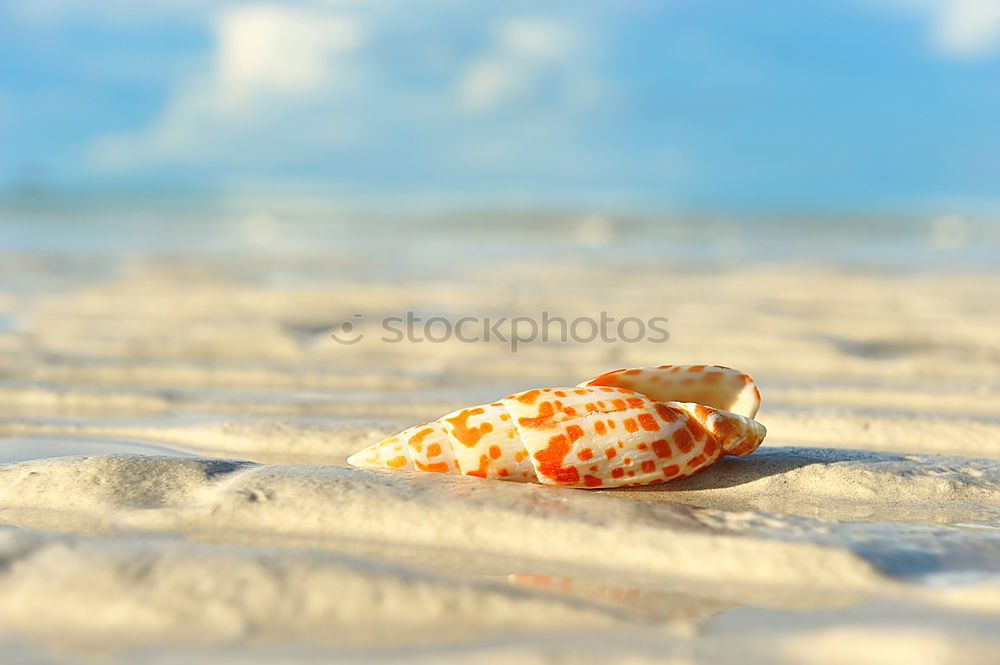 Similar – Macro shot of shell at sand beach