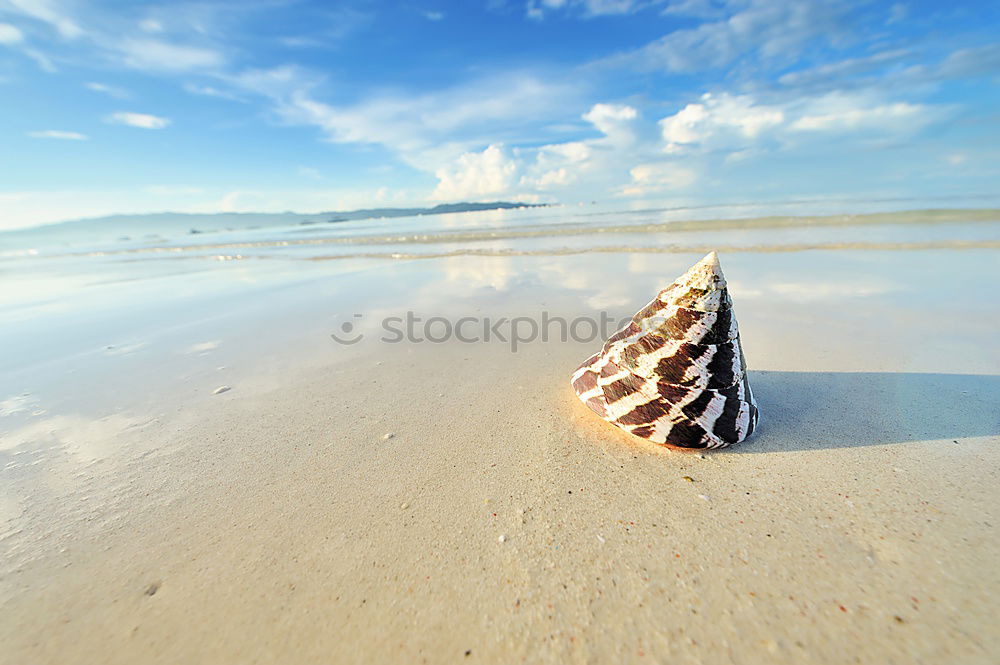 Similar – Macro shot of shell at sand beach