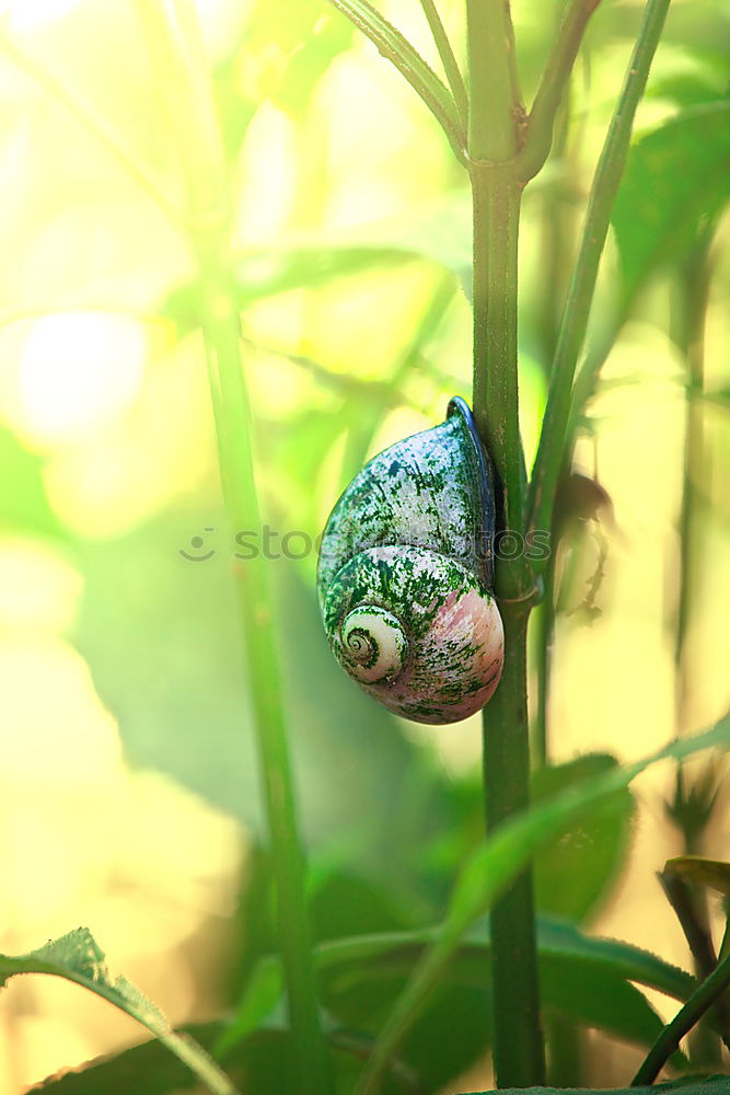 Similar – Image, Stock Photo Forest dwellers. Green