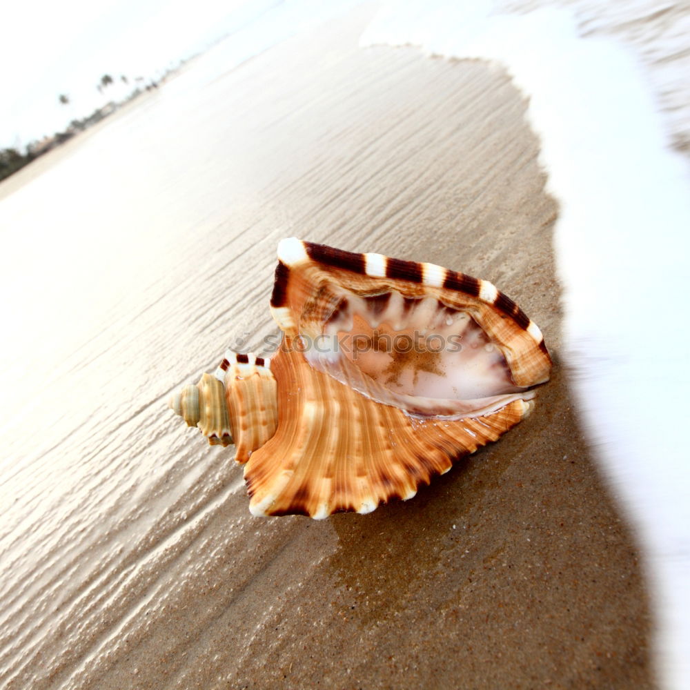 Similar – Coconut in the sea Asia