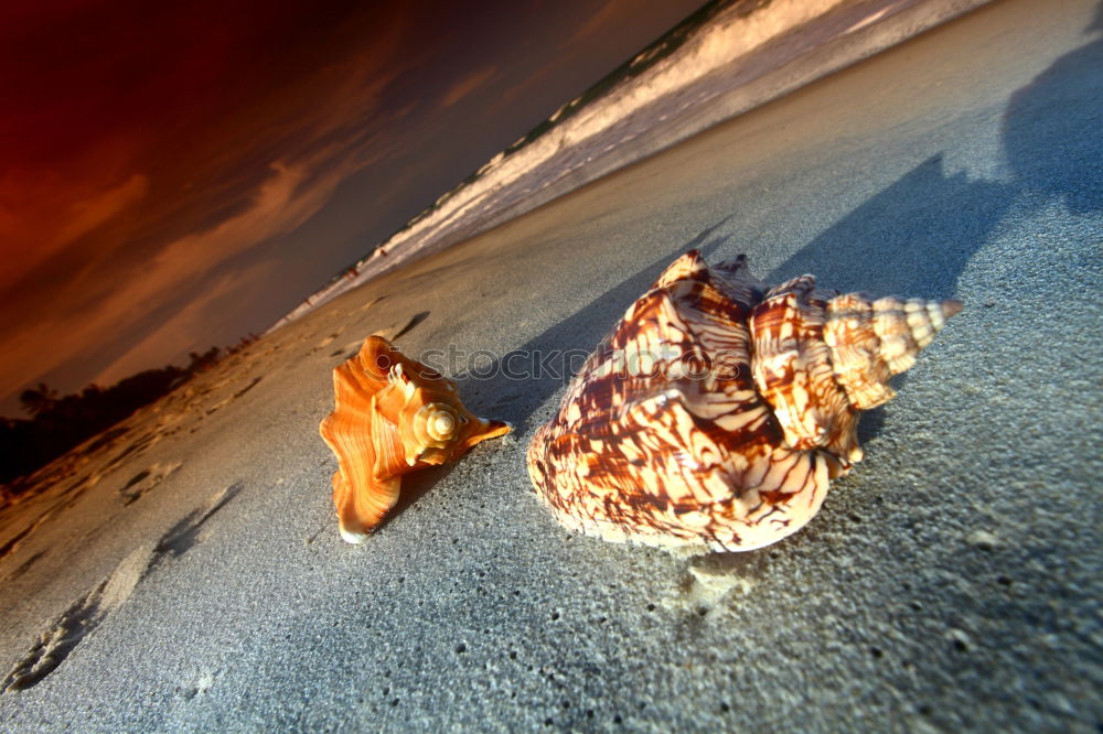 Similar – Image, Stock Photo sea shells Wellness Life