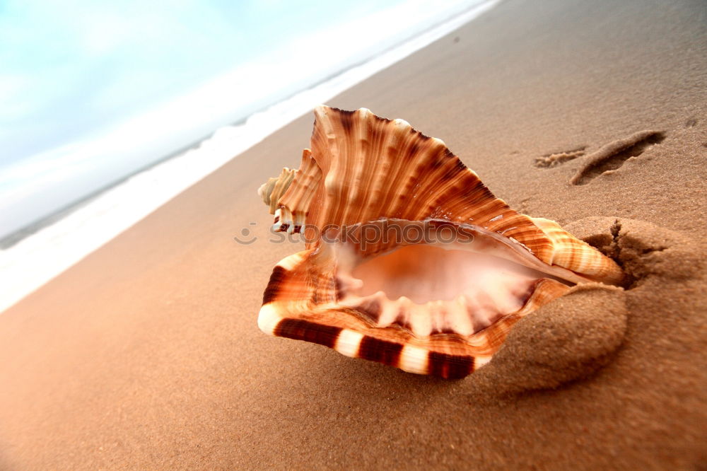 Similar – Amber at the Baltic Sea beach