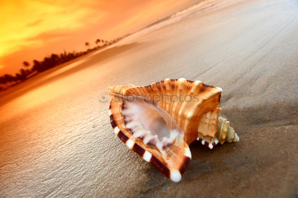 Similar – Amber at the Baltic Sea beach