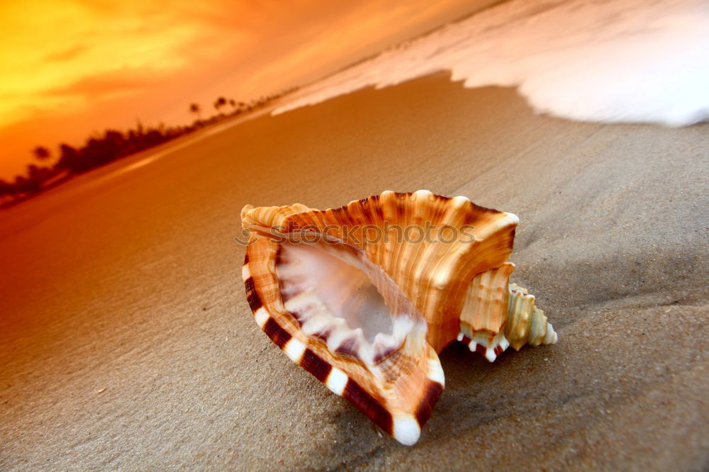 Similar – Amber at the Baltic Sea beach