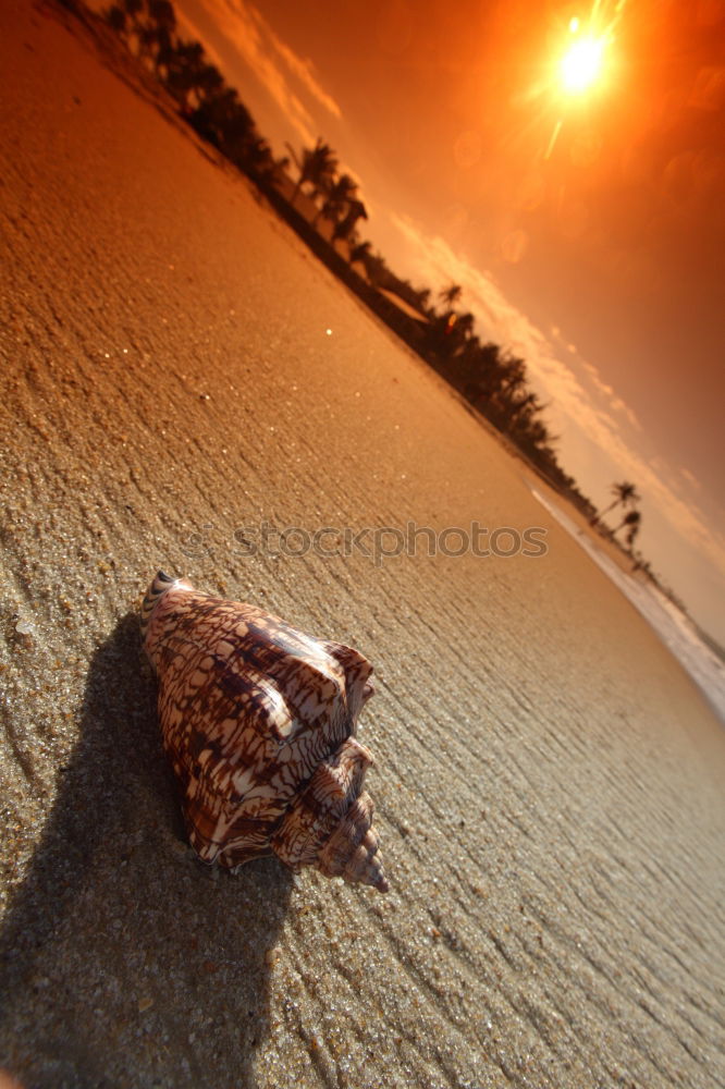 Similar – old, lost shoe on the beach