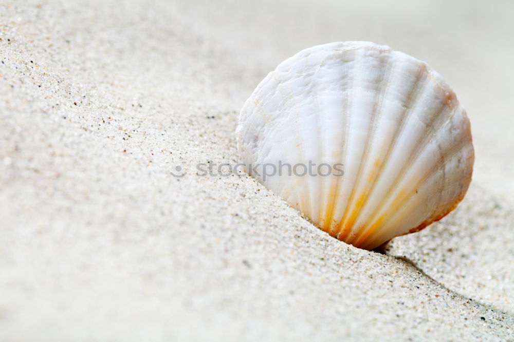 Similar – White shell on the beach