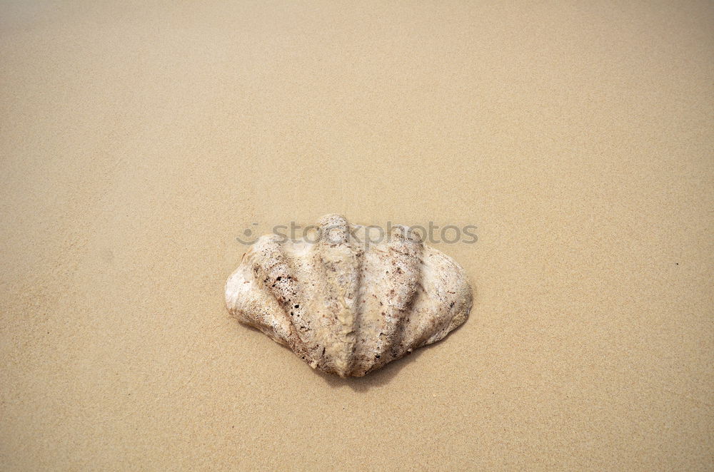 Similar – seashell Environment