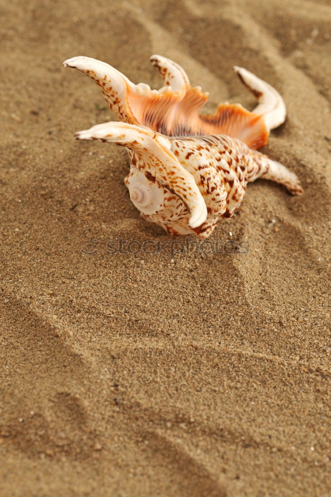 Similar – Strandräuber. Natur