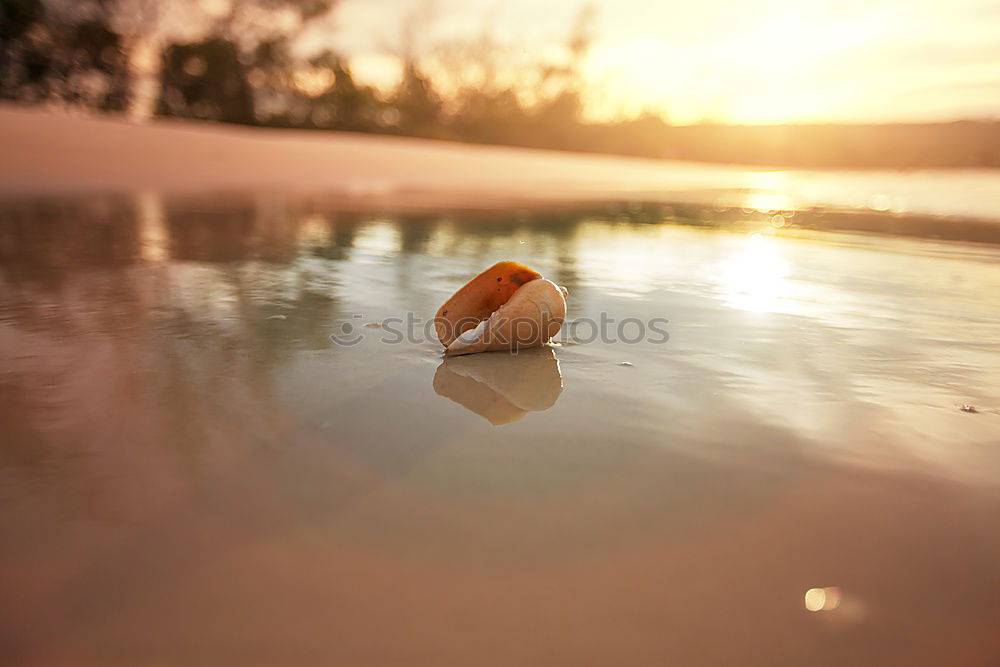 Similar – seashell Environment