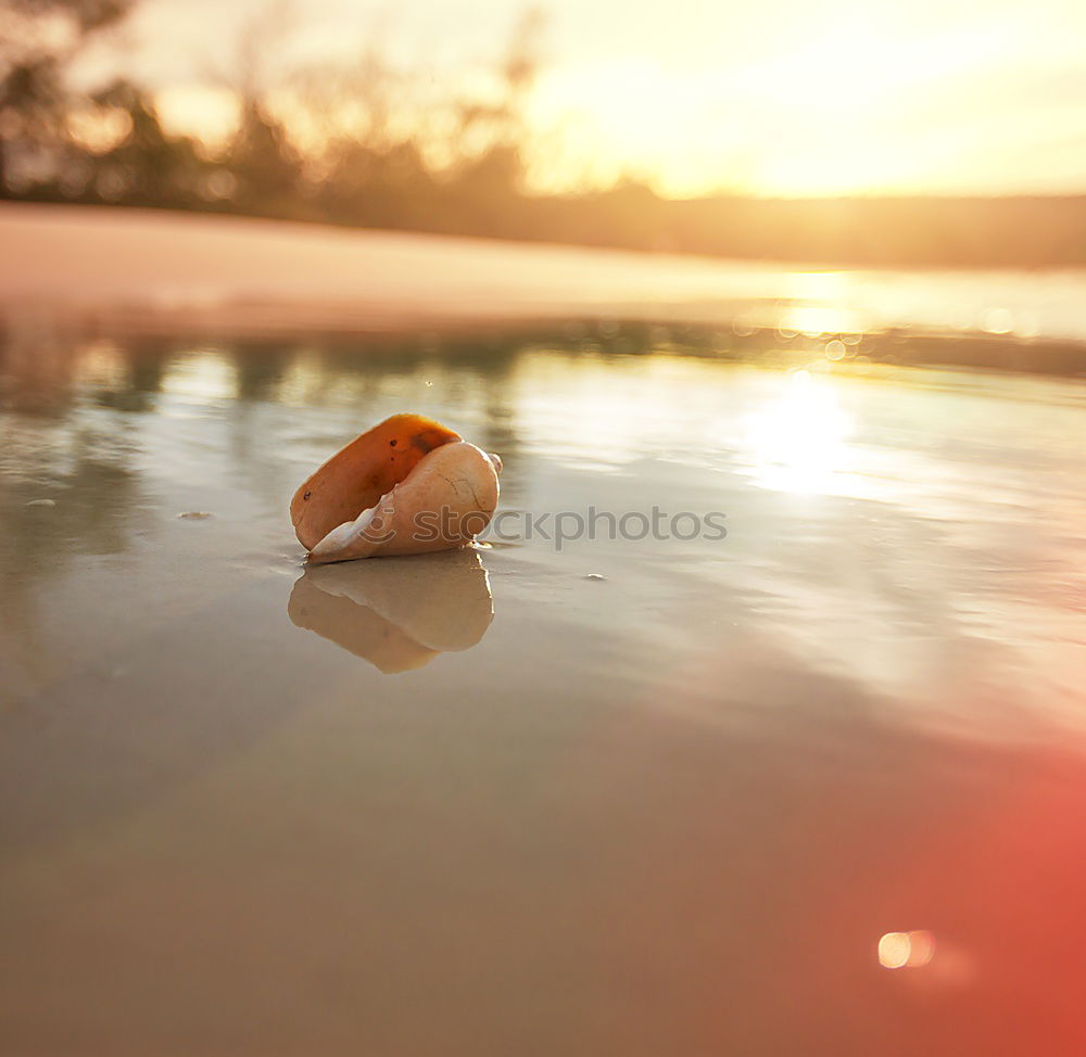 Similar – Image, Stock Photo Clams on the beach Exotic