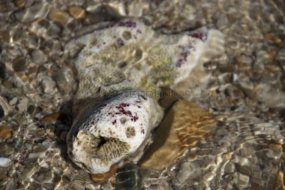 Similar – Snail on ice…. Winter