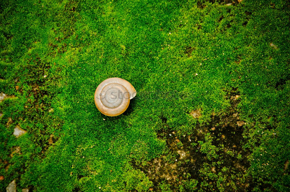 Similar – Image, Stock Photo fates Nature Plant Moss