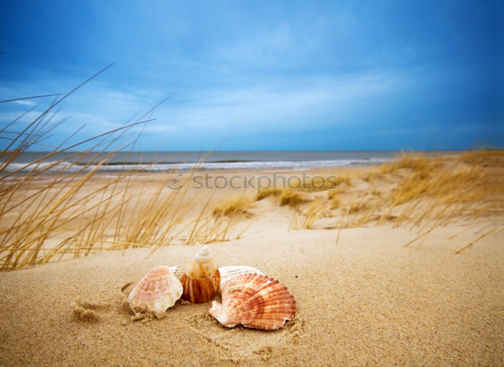 Similar – langeoog Langeoog Nordsee