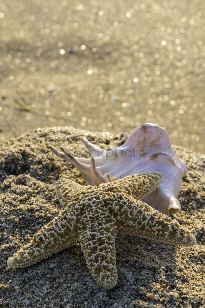 Similar – Lizard in the sand in Gobi desert, China