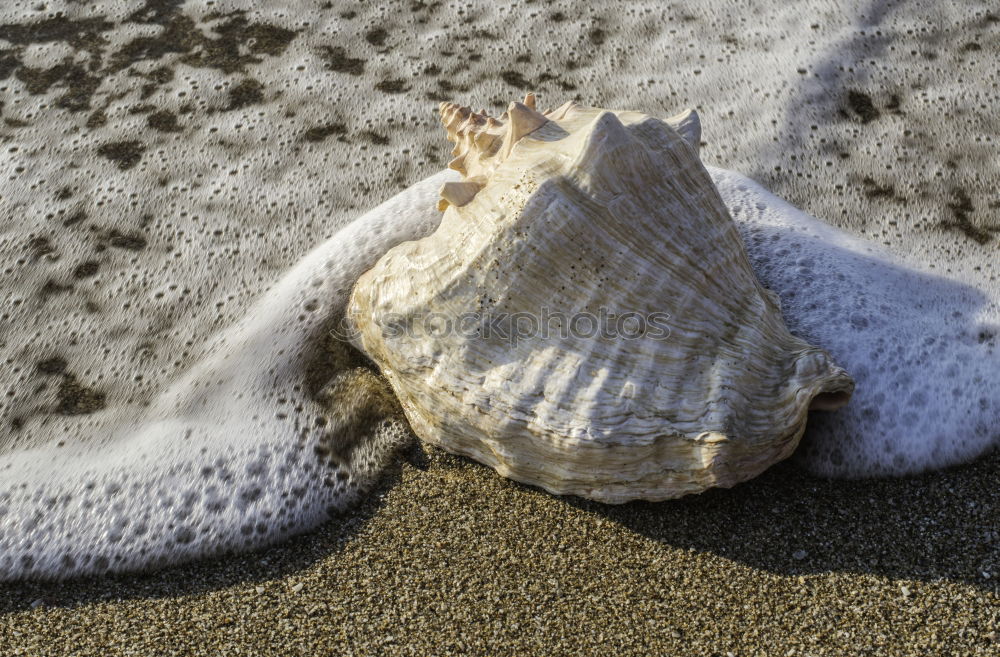 Similar – Foto Bild Muscheln im Glas. Natur