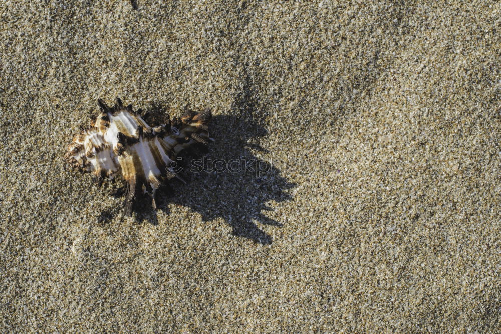 Similar – Image, Stock Photo dead seagull Environment