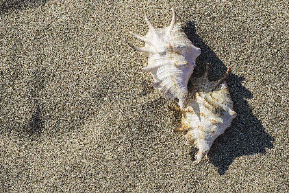 Similar – Image, Stock Photo dead seagull Environment