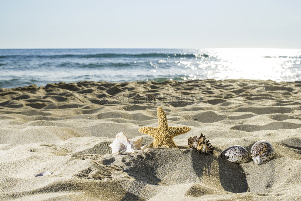 Similar – Image, Stock Photo Small child plays with bucket on the beach