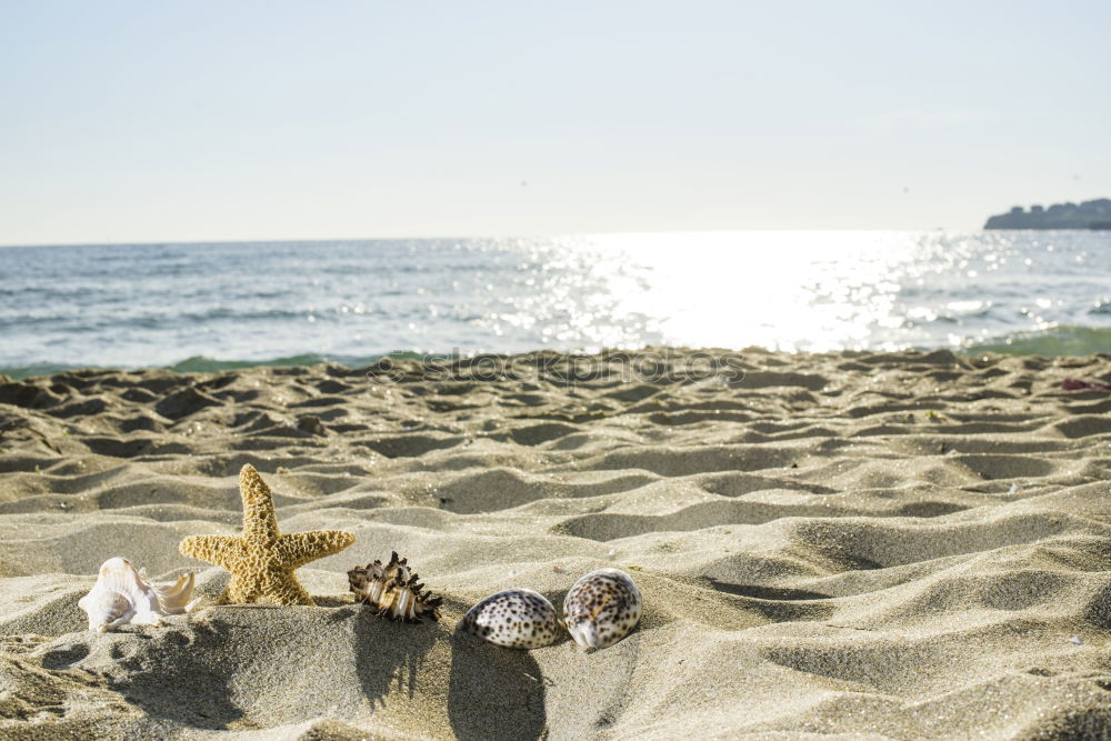 Similar – Dogs running near waving sea