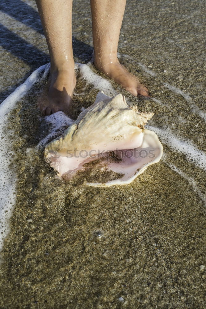 dots on the shells Muschel