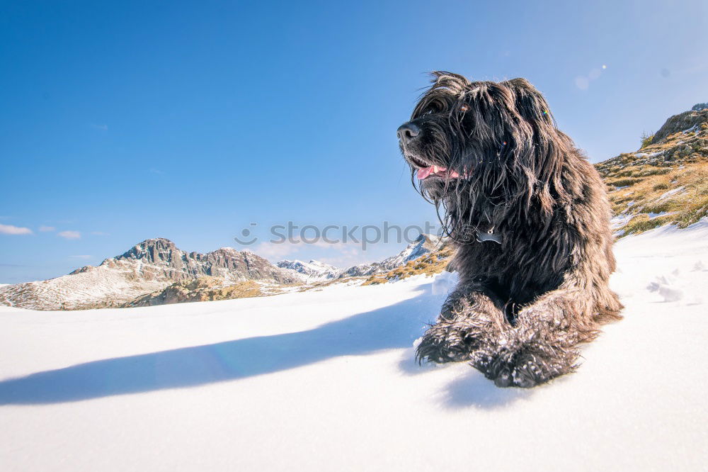 Similar – Gipfelstürmerwauwau Hund