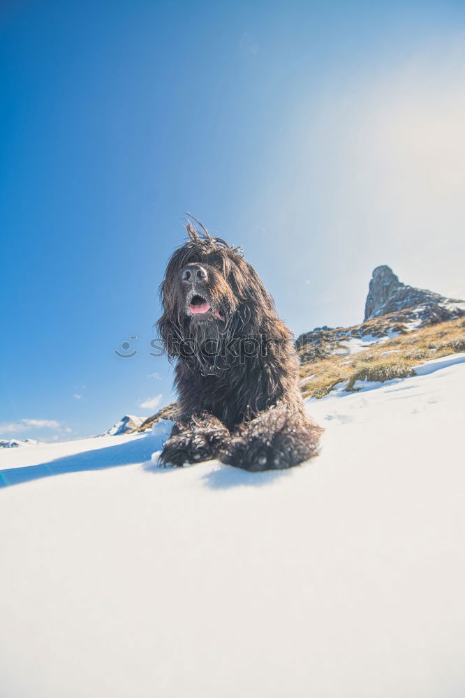 Similar – Gipfelstürmerwauwau Hund