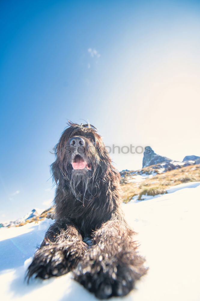 Similar – Gipfelstürmerwauwau Hund