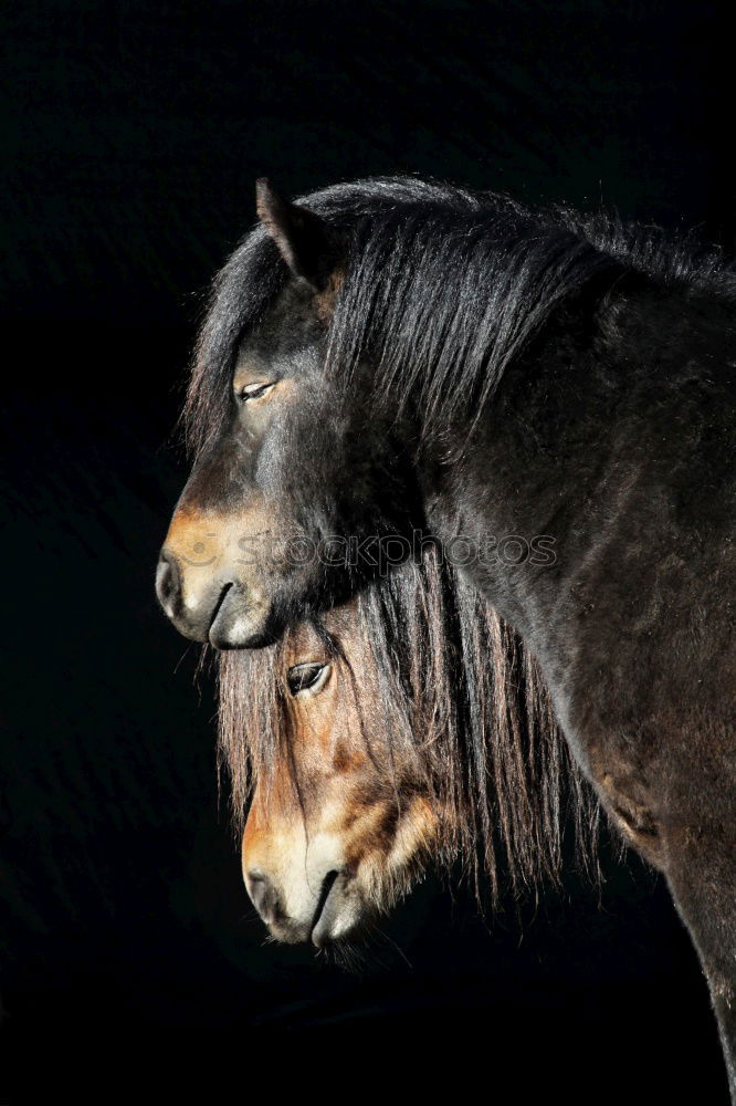 Similar – Image, Stock Photo 2 ponies Winter Snow