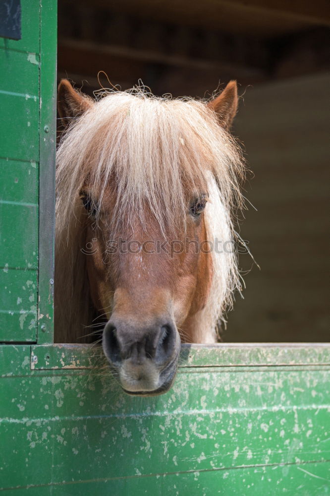 Similar – horse head, stable doors