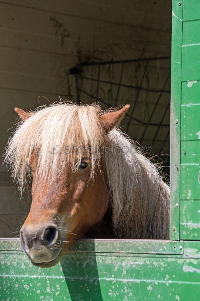 Similar – horse head, stable doors