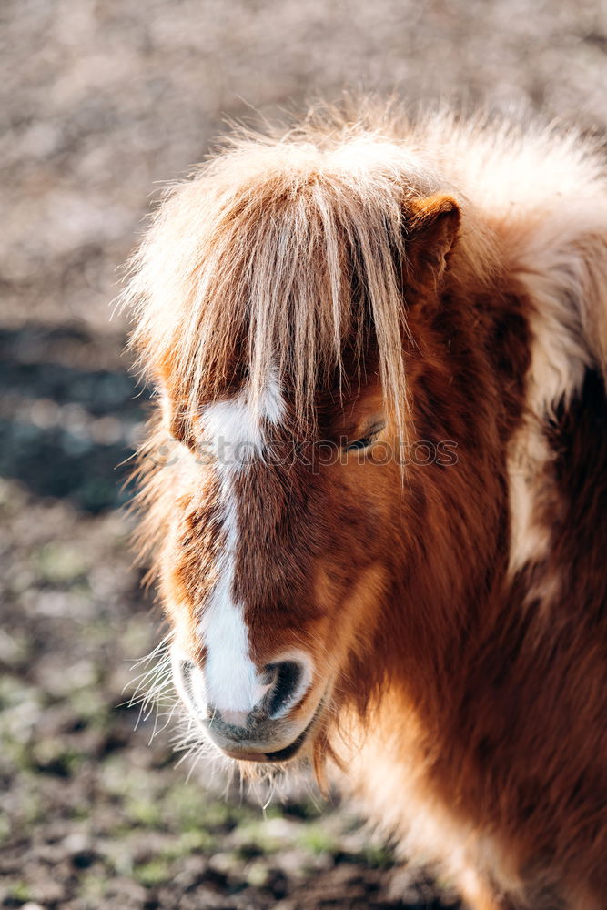 Similar – Real goatee beard! Animal