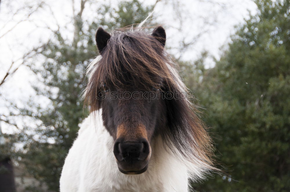 Similar – Image, Stock Photo 1 PS, attentive Horse