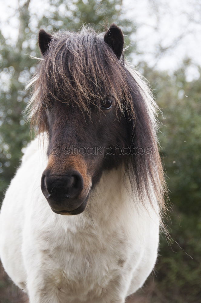 Similar – Image, Stock Photo Icelandic horses Landscape